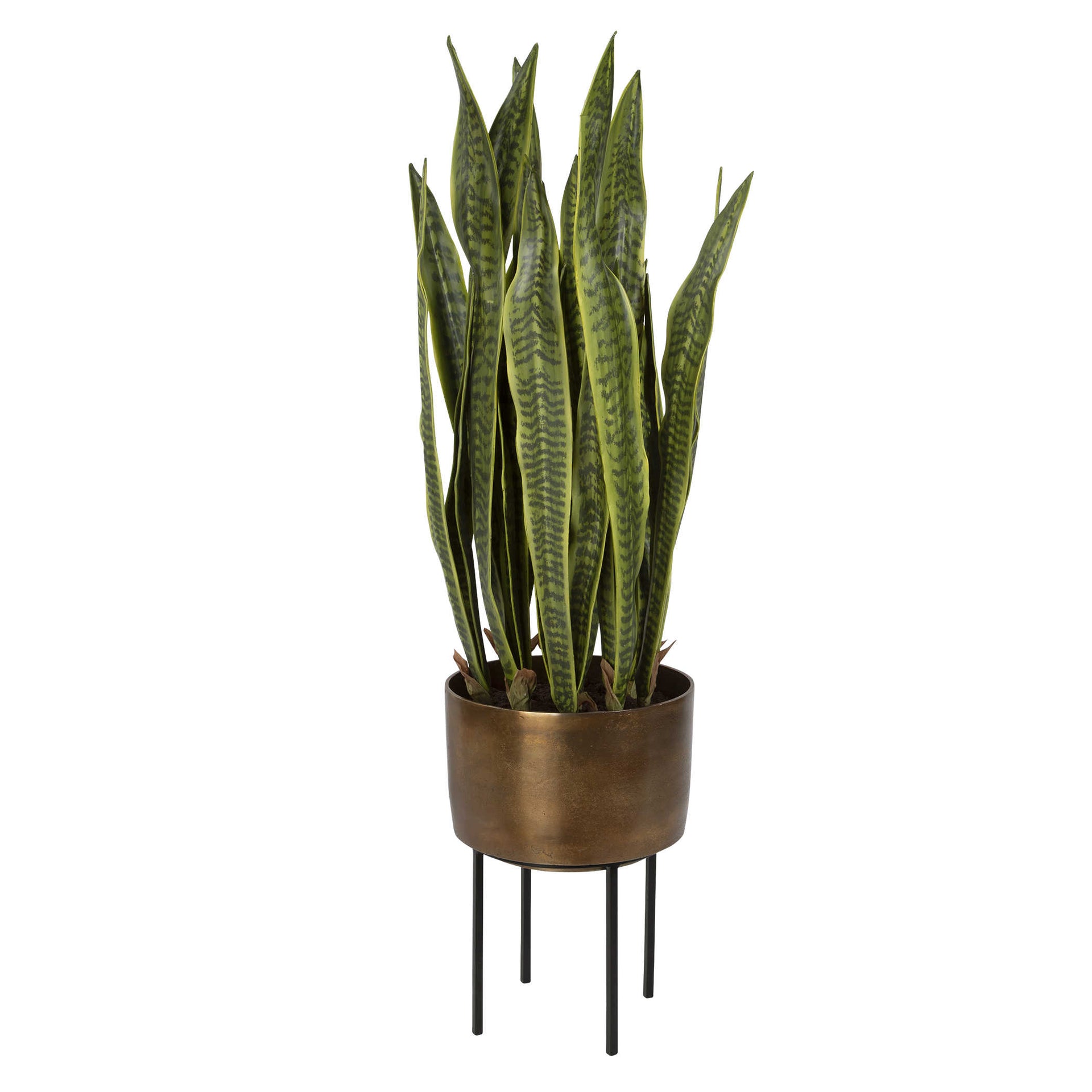 snake plant in gold pot Fasita Potted Snake Plant – The Shop by Holly Volpe