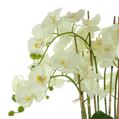 Orchids in a Round White Planter