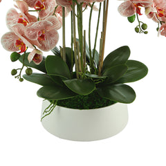 Orchids in a Round White Planter