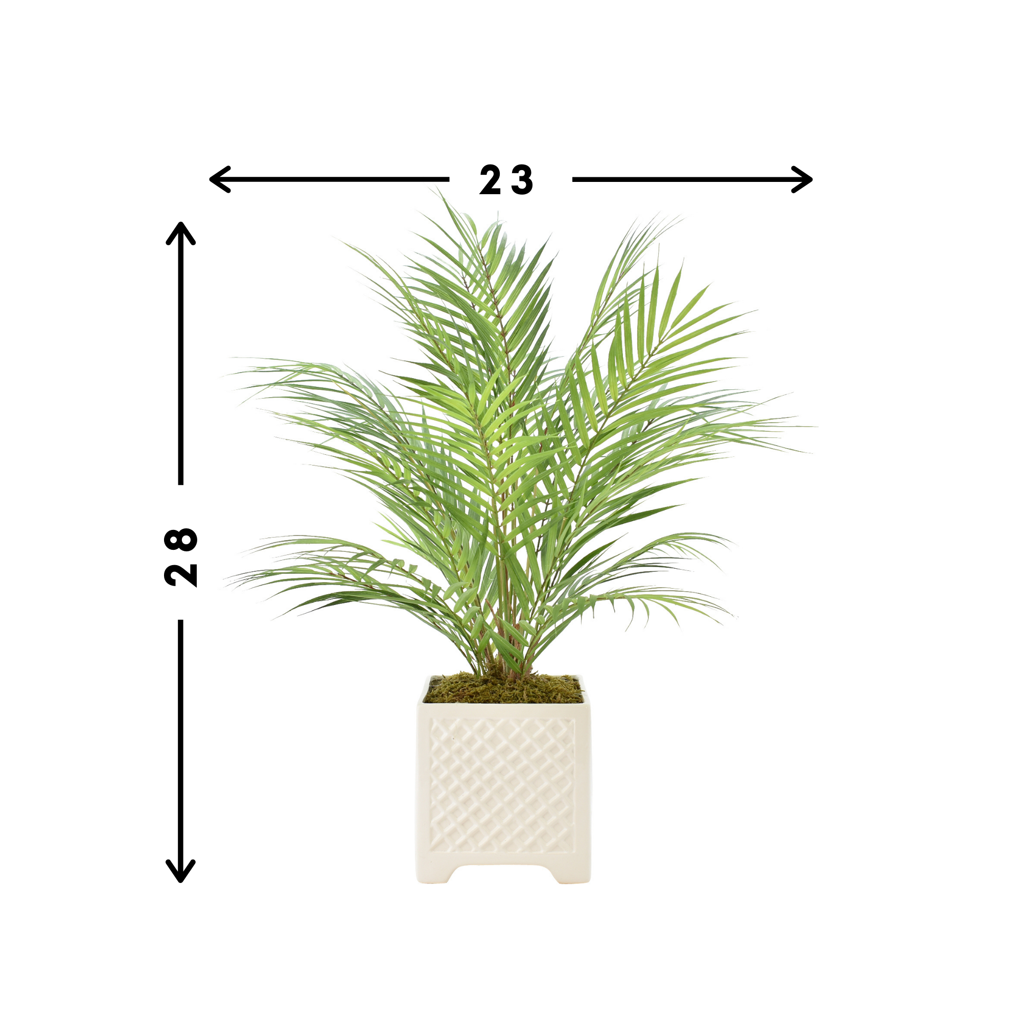 Palm Tree in Ceramic Pot