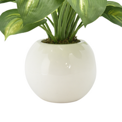 Hosta Plant in a Round Vase