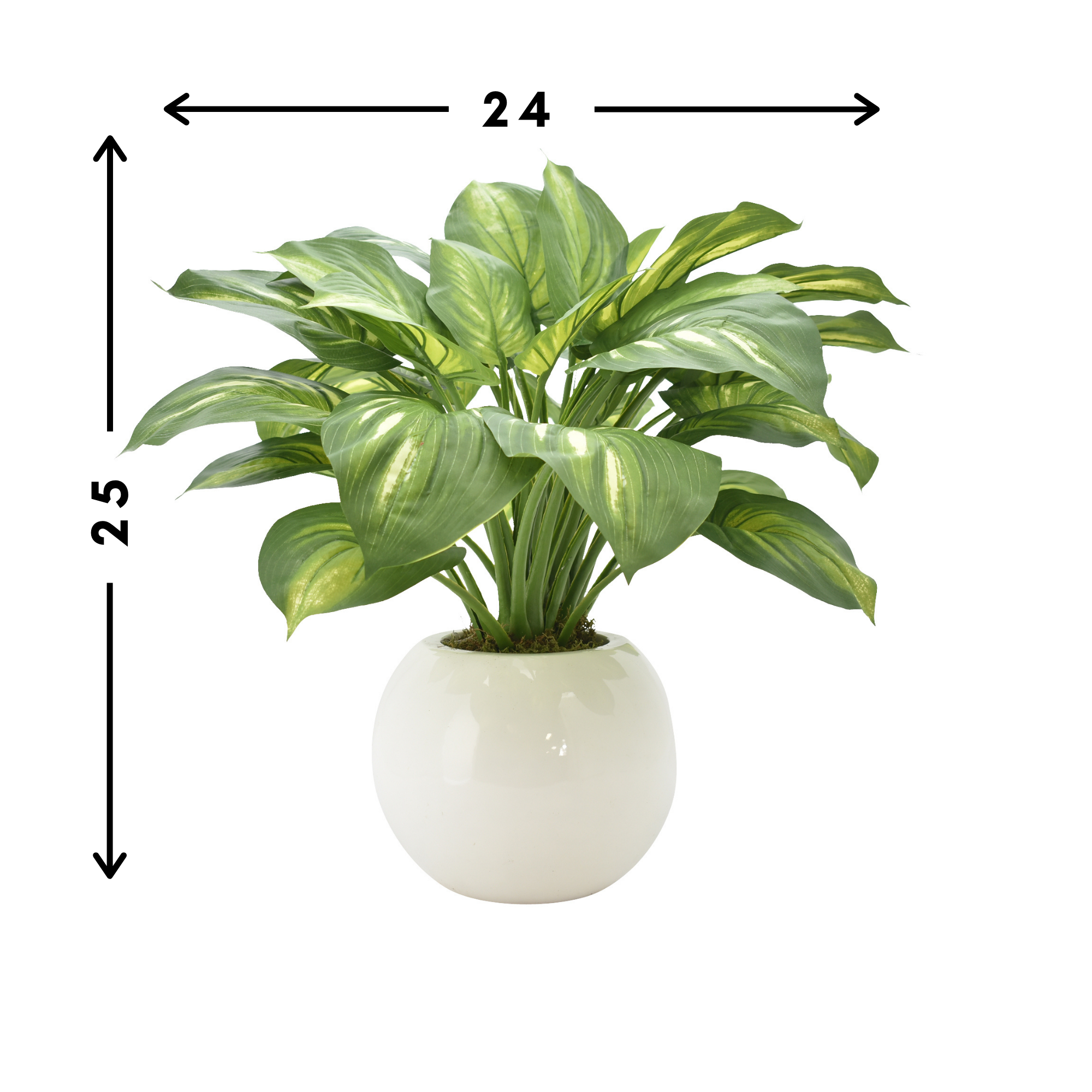 Hosta Plant in a Round Vase