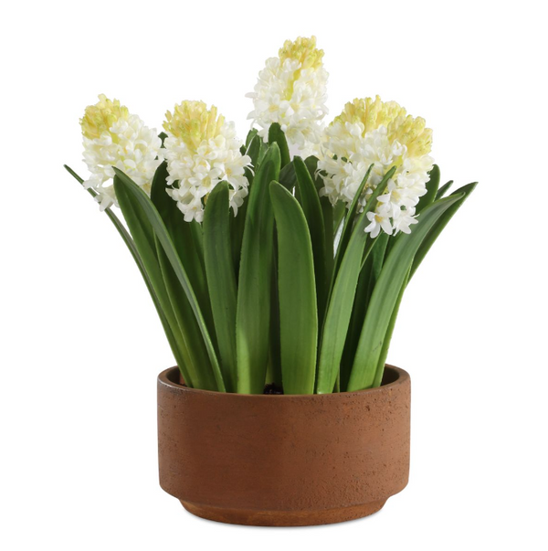 Sincerity Potted Hyacinth