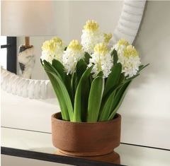 Sincerity Potted Hyacinth