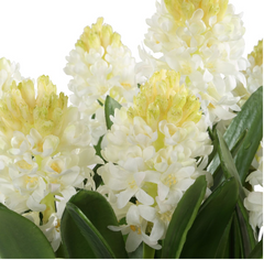 Sincerity Potted Hyacinth