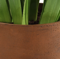 Sincerity Potted Hyacinth